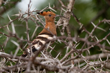Huppe fasciée,.Upupa epops, Eurasian Hoopoe