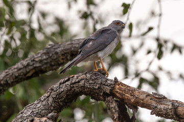 Epervier shikra,.Accipiter badius, Shikra