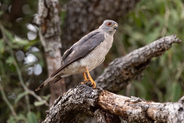 Epervier shikra,.Accipiter badius, Shikra