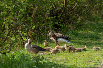 Oie cendrée, Anser anser, Greylag Goose, Ile Texel, Pays Bas