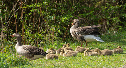 Oie cendrée, Anser anser, Greylag Goose, Ile Texel, Pays Bas