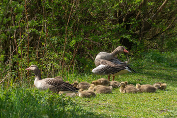 Oie cendrée, Anser anser, Greylag Goose, Ile Texel, Pays Bas