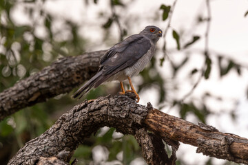 Epervier shikra,.Accipiter badius, Shikra