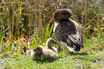 Oie cendrée, Anser anser, Greylag Goose, Ile Texel, Pays Bas