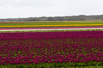 champ, Tulipe, Ile Texel, Pays Bas
