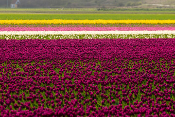 champ, Tulipe, Ile Texel, Pays Bas