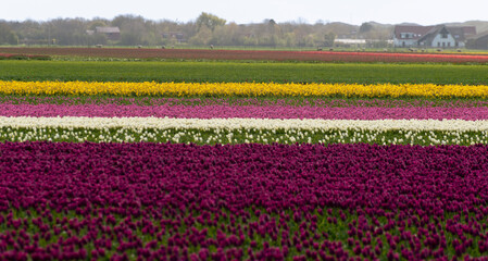 Fototapeta premium champ, Tulipe, Ile Texel, Pays Bas