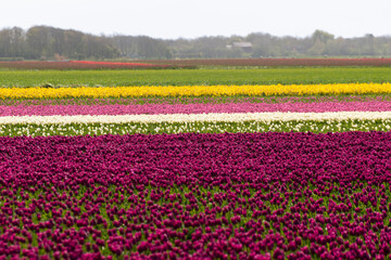 champ, Tulipe, Ile Texel, Pays Bas