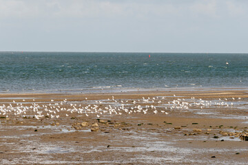 Goéland argenté,.Larus argentatus, European Herring Gull, Réserve naturelle, Polder, Mer des...