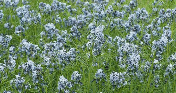 (Amsonia hubrichtii) Clumps of Hubricht's bluestar flowers on stems with glossy green feathery foliage swaying in the wind
