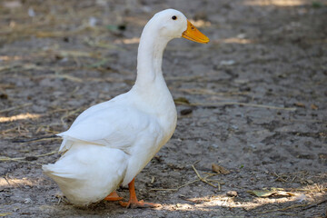 The white duck in summer at farm thailand