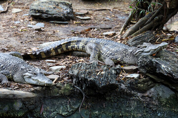 The thai crocodile rest on the garden