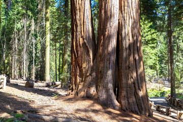 Sequoia National Park in California