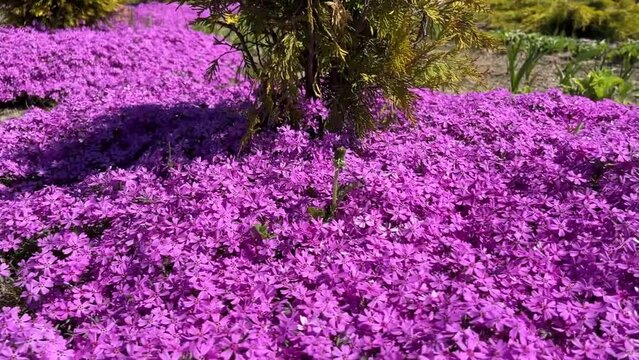 pink phlox flowers cover the ground like a carpet in the park in spring