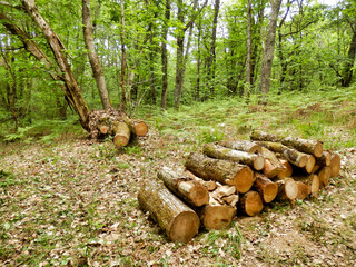 Log pile of sweet chestnut logs in a woodland clearing
