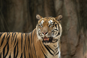 Portrait of Indochinese Tiger is looking for prey (Panthera tigris corbetti) in the natural zoo.Amazing tiger in the nature habitat.Wild dangerous animal concept.