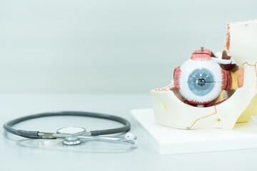 Eye anatomy model and stethoscope for ophthalmologist explain patient on white table background.Part of human body model with organ system for health student study in university.Human eye model.