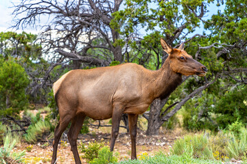 Naklejka na ściany i meble Deer at Grand Canyon National Park