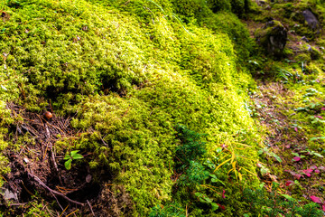 Beautiful green moss