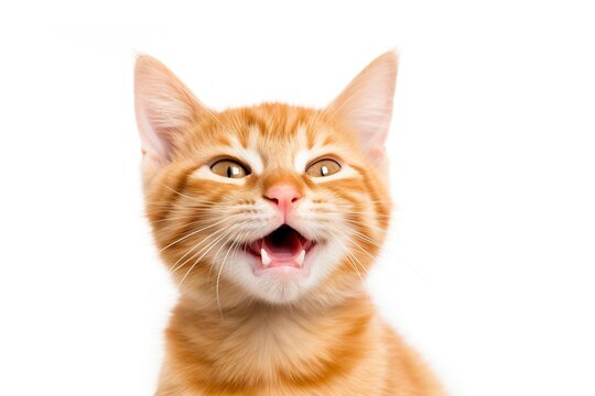 An adorable orange tabby kitten looks at the camera, isolated on white background. Ai generated.