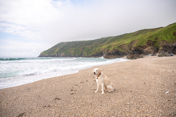 Purebred yellow labrador retriever on pebble beach