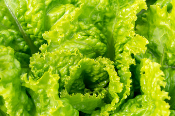 Large green salad leaves in drops after rain. New harvest. Useful greens. Health or vegetarian food. Locally grown. Selective focus, defocus