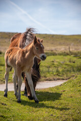 Young Dartmoor pony foal in Dartmoor National Park, Devon, UK.