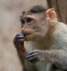 macaque