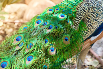 beautiful peacock feathers close up from above