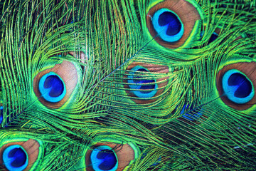 beautiful peacock feathers close up from above