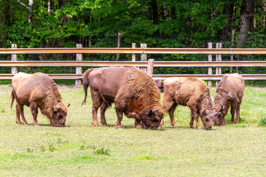 Bison d'Europe