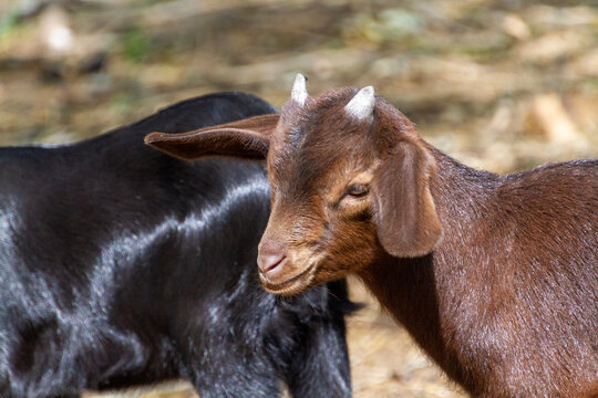 Chevreau