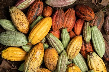 Fototapeta premium Stack of group cocoa pods
