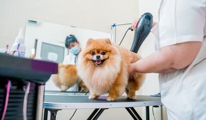 Groomer blow dry a Pomeranian dog after washing in at grooming salon