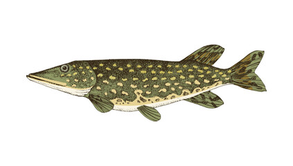 The northern pike, also known as simply pike.