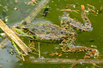 frog in the pond