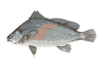 Obraz premium Predatory freshwater drum. Fresh water fish