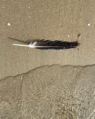 feather on sand