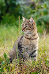 Naklejka na ściany i meble A brown tabby cat sits in the garden among the grass
