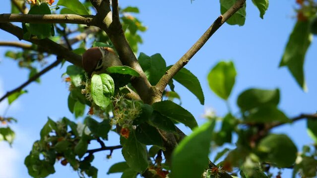 Sparrow destroys pests on apple trees