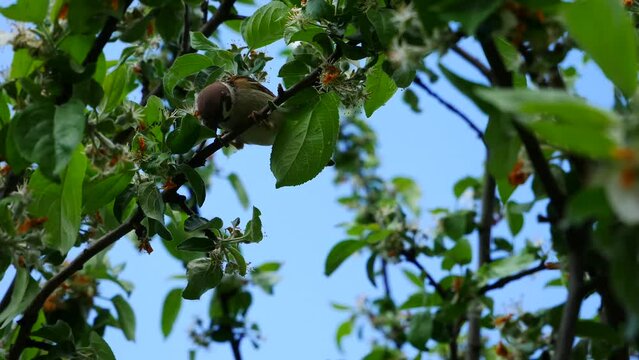 Sparrow destroys pests on apple trees.