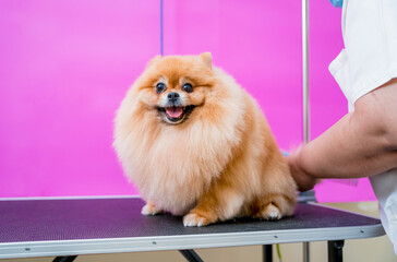 Groomer with protective face masks cutting Pomeranian dog at grooming salon.