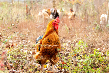 Brown rooster and chickens in the garden in the grass in the fall