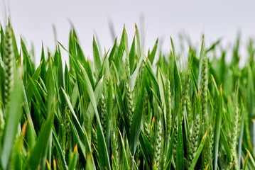 Fototapeta na wymiar Wheat field with green leaves