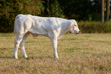 Obraz na płótnie Canvas Young white calf bull on the meadow