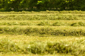 Grass swathes on a field during silage making process in spring, row of mowed grass in processes of agricultural workflows