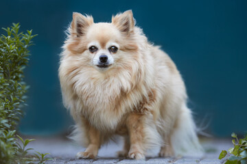 Brown fluffy chihuahua portrait on blurred background