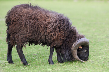 Young brown ouessant sheep grazes on the meadow