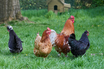 Flock of chicken free in garden