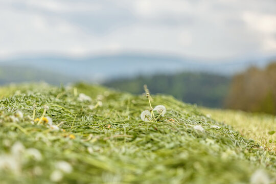 Grass swathes on a field during silage making process in spring, row of mowed grass in processes of agricultural workflows